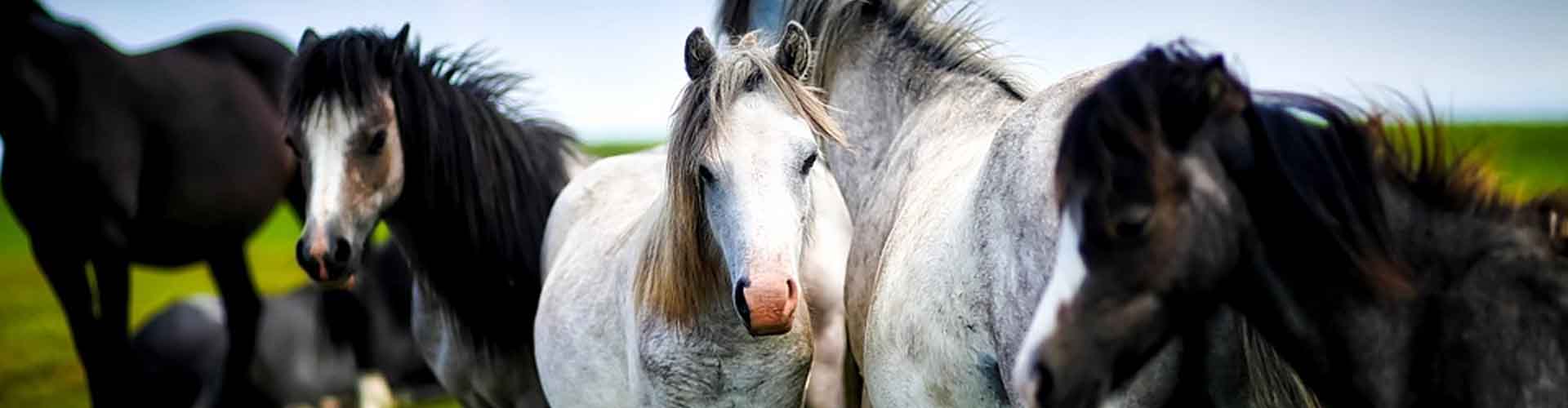 Alimentation pour chevaux